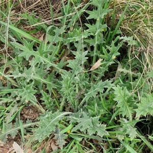 Arctotheca calendula at Goulburn, NSW - 15 Sep 2024