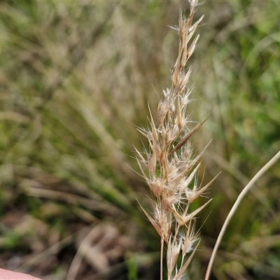 Rytidosperma (genus) (Wallaby Grass) at Goulburn, NSW - 15 Sep 2024 by trevorpreston