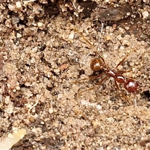 Aphaenogaster longiceps at Goulburn, NSW - 15 Sep 2024 03:40 PM