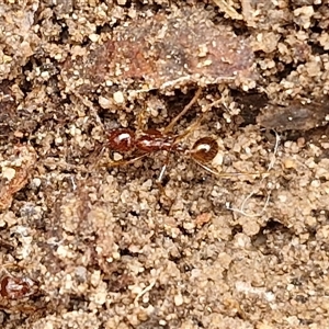 Aphaenogaster longiceps at Goulburn, NSW - 15 Sep 2024