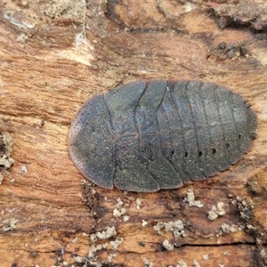 Laxta sp. (genus) at Goulburn, NSW - 15 Sep 2024