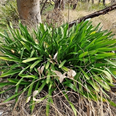 Agapanthus praecox subsp. orientalis (Agapanthus) at Goulburn, NSW - 15 Sep 2024 by trevorpreston