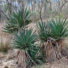 Yucca aloifolia (Spanish Bayonet) at Goulburn, NSW - 15 Sep 2024 by trevorpreston