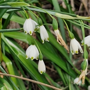 Leucojum aestivum at Goulburn, NSW - 15 Sep 2024 03:38 PM