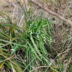 Leucojum aestivum at Goulburn, NSW - 15 Sep 2024