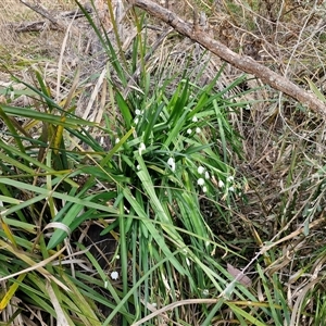 Leucojum aestivum at Goulburn, NSW - 15 Sep 2024 03:38 PM