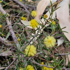 Acacia brownii (Heath Wattle) at Goulburn, NSW - 15 Sep 2024 by trevorpreston