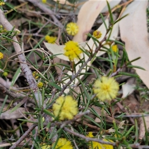 Acacia brownii at Goulburn, NSW - 15 Sep 2024