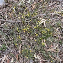 Acacia brownii at Goulburn, NSW - 15 Sep 2024