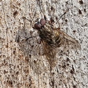 Helina sp. (genus) at Goulburn, NSW - 15 Sep 2024