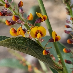 Daviesia latifolia at Goulburn, NSW - 15 Sep 2024 03:32 PM