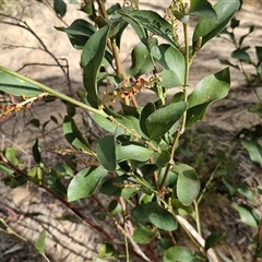 Daviesia latifolia at Goulburn, NSW - 15 Sep 2024