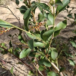 Daviesia latifolia at Goulburn, NSW - 15 Sep 2024 03:32 PM