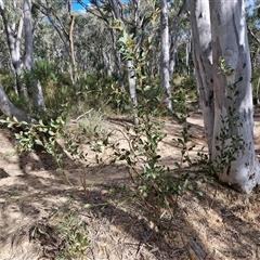 Daviesia latifolia at Goulburn, NSW - 15 Sep 2024 03:32 PM