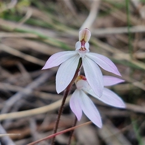 Caladenia fuscata at Goulburn, NSW - suppressed