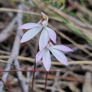 Caladenia fuscata at Goulburn, NSW - suppressed