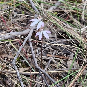 Caladenia fuscata at Goulburn, NSW - suppressed