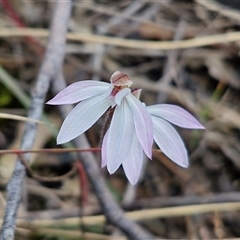 Caladenia fuscata at Goulburn, NSW - suppressed