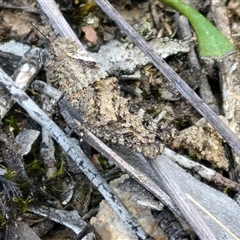 Cirphula pyrrhocnemis at Goulburn, NSW - 15 Sep 2024