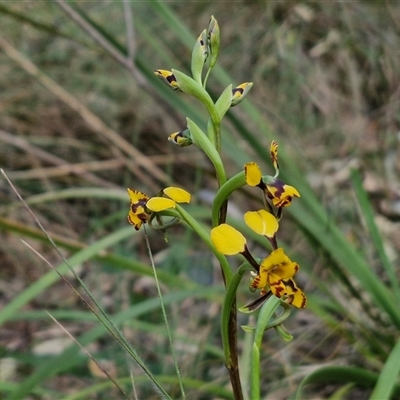 Diuris pardina (Leopard Doubletail) at Goulburn, NSW - 15 Sep 2024 by trevorpreston