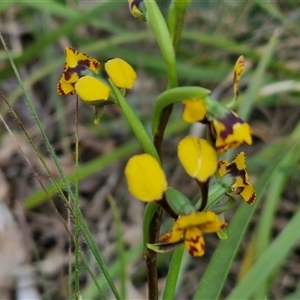 Diuris pardina at Goulburn, NSW - suppressed