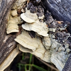 Unidentified Shelf-like to hoof-like & usually on wood at Goulburn, NSW - 15 Sep 2024 by trevorpreston