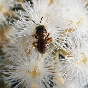 Lasioglossum (Chilalictus) bicingulatum at Wollongong, NSW - 10 Sep 2024