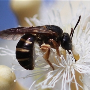 Lasioglossum (Chilalictus) bicingulatum at Wollongong, NSW - 10 Sep 2024