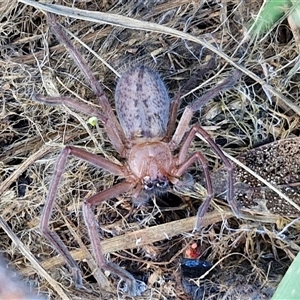 Delena cancerides at Goulburn, NSW - 15 Sep 2024