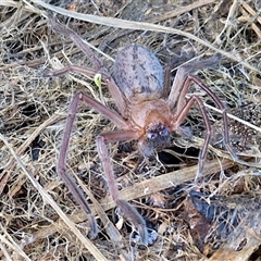 Delena cancerides at Goulburn, NSW - 15 Sep 2024