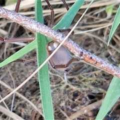 Delena cancerides at Goulburn, NSW - 15 Sep 2024