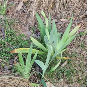 Iris germanica at Goulburn, NSW - 15 Sep 2024