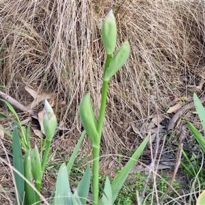 Iris germanica at Goulburn, NSW - 15 Sep 2024