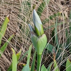 Iris germanica at Goulburn, NSW - 15 Sep 2024 03:18 PM