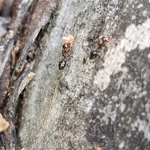 Crematogaster sp. (genus) at Goulburn, NSW - 15 Sep 2024