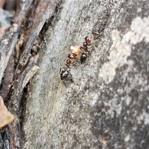 Crematogaster sp. (genus) at Goulburn, NSW - 15 Sep 2024 03:17 PM