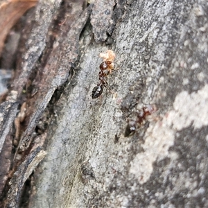 Crematogaster sp. (genus) at Goulburn, NSW - 15 Sep 2024