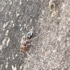 Crematogaster sp. (genus) at Goulburn, NSW - 15 Sep 2024