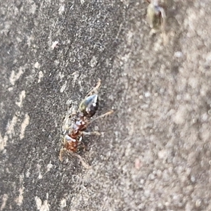 Crematogaster sp. (genus) at Goulburn, NSW - 15 Sep 2024 03:17 PM