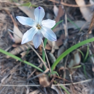 Ipheion uniflorum at Joadja, NSW - 15 Sep 2024 04:28 PM