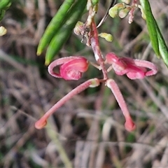 Grevillea rosmarinifolia subsp. rosmarinifolia (Rosemary Grevillea) at Goulburn, NSW - 15 Sep 2024 by trevorpreston