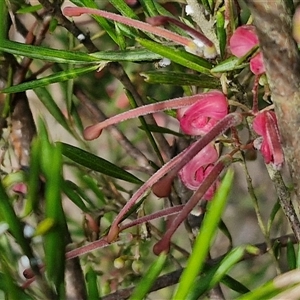 Grevillea rosmarinifolia subsp. rosmarinifolia at Goulburn, NSW - 15 Sep 2024