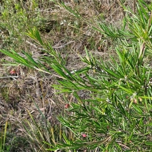 Grevillea rosmarinifolia subsp. rosmarinifolia at Goulburn, NSW - 15 Sep 2024