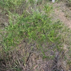 Grevillea rosmarinifolia subsp. rosmarinifolia at Goulburn, NSW - 15 Sep 2024