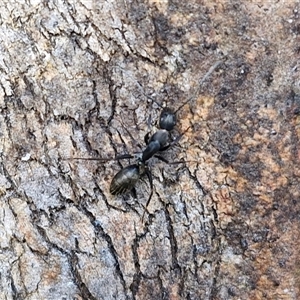 Camponotus nigroaeneus at Goulburn, NSW - 15 Sep 2024