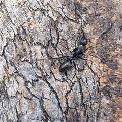 Camponotus nigroaeneus at Goulburn, NSW - 15 Sep 2024