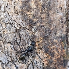 Camponotus nigroaeneus at Goulburn, NSW - 15 Sep 2024