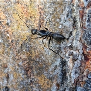 Camponotus nigroaeneus at Goulburn, NSW - 15 Sep 2024