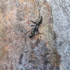 Camponotus nigroaeneus at Goulburn, NSW - 15 Sep 2024 03:15 PM