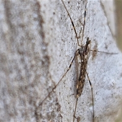 Limoniidae (family) (Unknown Limoniid Crane Fly) at Goulburn, NSW - 15 Sep 2024 by trevorpreston